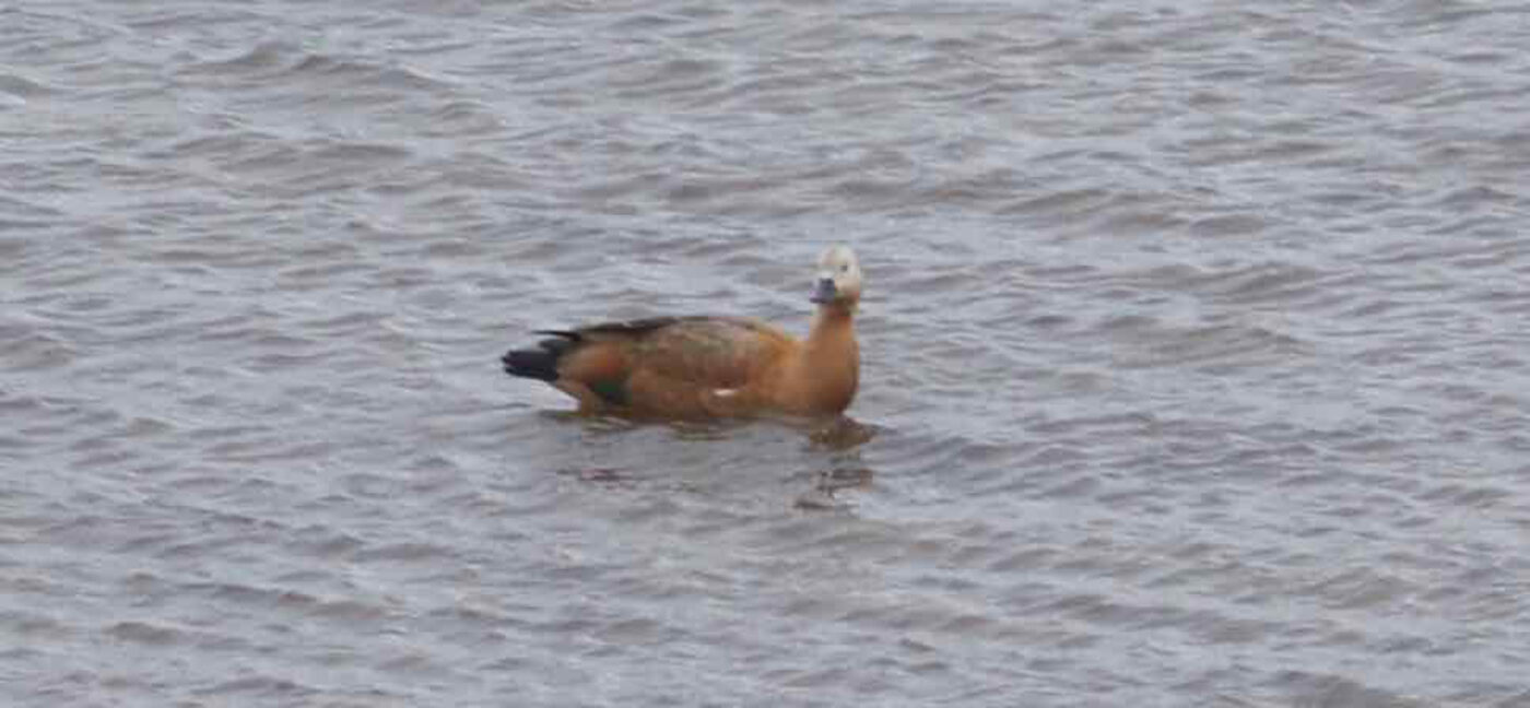 A Brahmini Duck in Manasarovar
